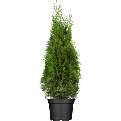 OBI Zerav západní "Smaragd" výška cca 60 - 80 cm květináč cca 5 l