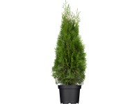 OBI Zerav západní OBI Zerav západní