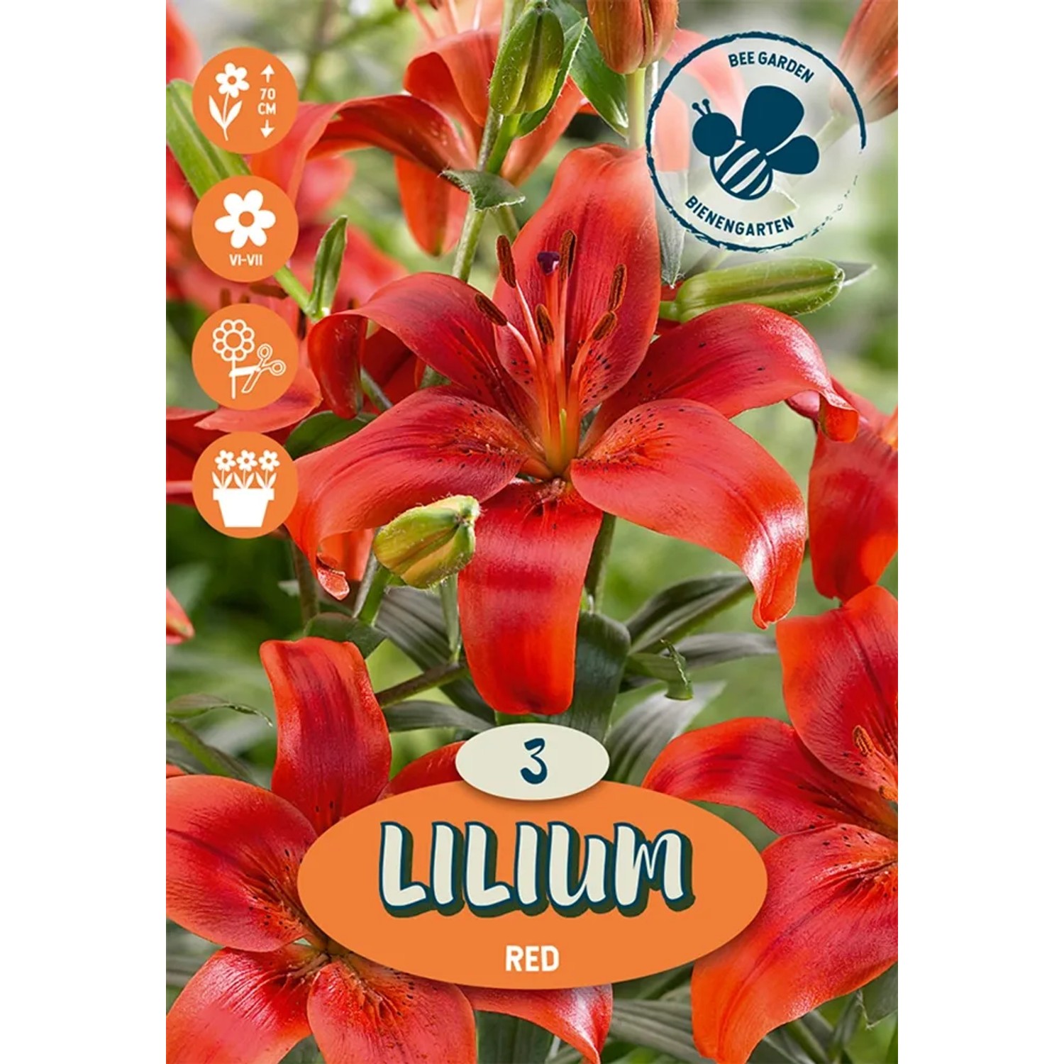 Asijské lilie červené