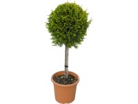 OBI Cypřišovec Leylandův OBI Cypřišovec Leylandův