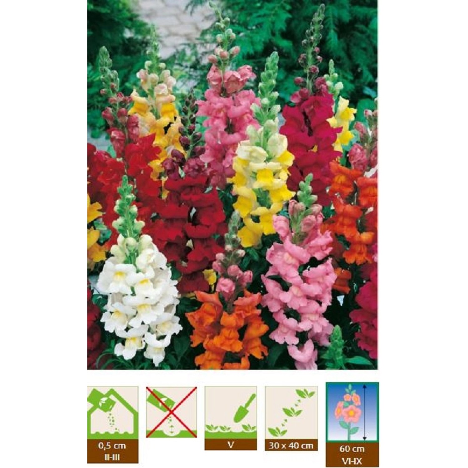 GardenSeed Premium Semínka Hledík větší směs 0,3 g