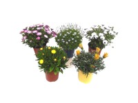 Landgard Výběr letních kvetoucích záhonových rostlin pr. 18 cm