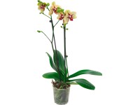 Orchidej Phalaenopsis Fata Morgana 2výhonková