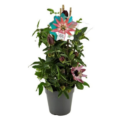 Royal Lemkes Mučenka (Passiflora Hybride) různé barvy pr. cca 12 cm