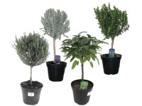 Bylinky na kmínku, různé druhy, 20-40 cm, pr. kv. 18 cm