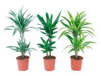 GROW by OBI Dračinec Deremensis 2 kmínky průměr květináče cca 17 cm