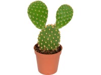 Kaktus mix průměr květináče cca 5,5 cm