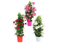 Landgard Dipladénie (Mandevilla sanderi) výška 60-80 cm, pr. cca 17 cm
