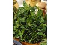 Oregano Diabolo, pr. květináče cca 12 cm