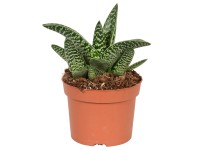 Aloe variegata Aloe variegata