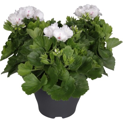 Pelargonie velkokvětá "Bella Donna" bílá průměr květináče 23 cm