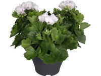 Pelargonie velkokvětá 