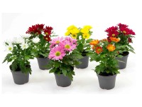 Royal Lemkes Chryzantéma (Chrysanthemum Hybride) různé barvy 10-20 cm, pr. 6 cm Royal Lemkes Chryzantéma (Chrysanthemum Hybride) různé barvy 10-20 cm, pr. 6 cm