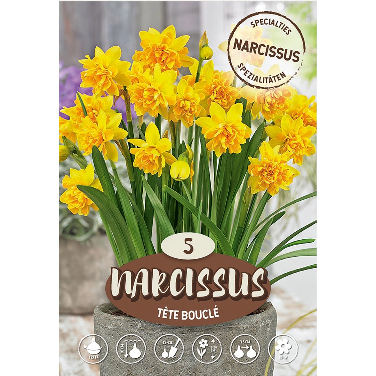 Narcisy "Spring Lady" bílo-růžové