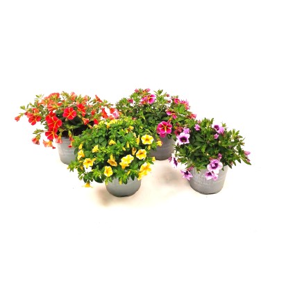 Q-Flower Minipetúnie (Calibrachoa Hybrida) bez rašeliny, různé barvy, pr. 13 cm