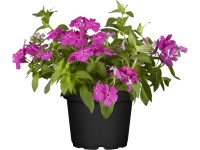 OBI Jednoletá plamenka šídlovitá průměr květináče cca 13 cm Phlox