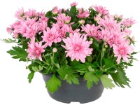 OBI Chryzantéma miska růžová výška cca 30 cm průměr květináče cca 23 cm