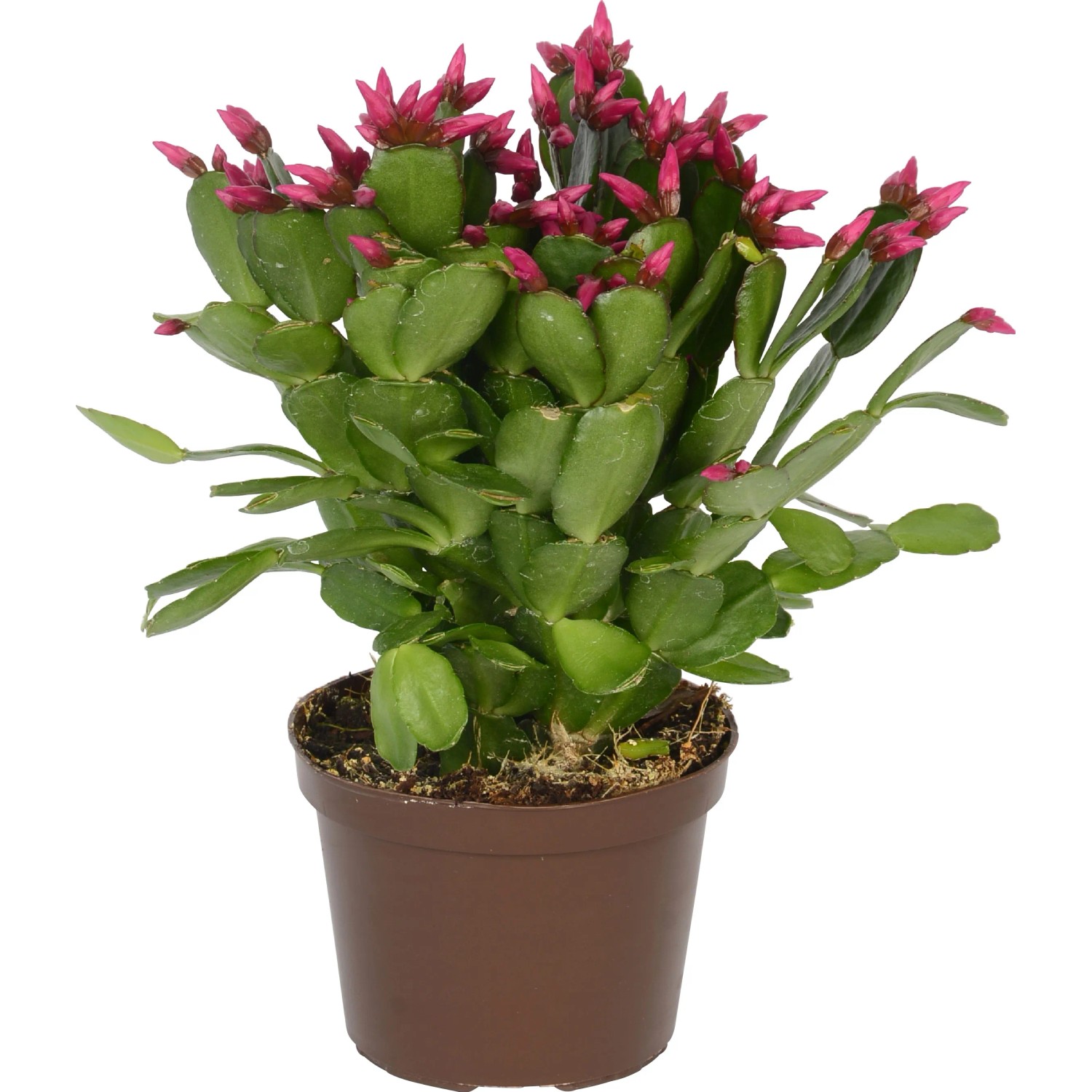 gummibaum bauhaus Gummibaum kaufen - Ficus elastica Tineke Zimmerpflanze Ø:12 H:35 cm