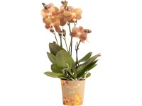 OBI Orchidej motýlokvětá Monaco, 35-45 cm, pr. květináče cca 12 cm