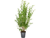 Landgard Ptačí zob vejčitolistý (Ligustrum ovalifolium) 100-125 cm, 5 l, 75 ks Landgard Ptačí zob vejčitolistý (Ligustrum ovalifolium) 100-125 cm, 5 l, 75 ks