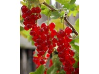 ARBOEKO Červený rybíz (Ribes rubrum) různé odrůdy, výška cca 40 cm