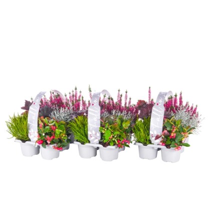 Podzimní mix trvalek Fall in Love, 6 ks, pr. kv. cca 9 cm