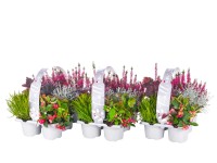 Podzimní mix trvalek Fall in Love, 6 ks, pr. kv. cca 9 cm