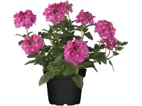Převislá verbena průměr květináče cca 11 cm Převislá verbena průměr květináče cca 11 cm