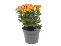 Listopadka (Chrysanthemum indicum) Listopadka (Chrysanthemum indicum)