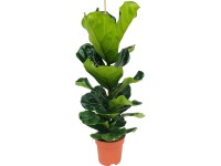 GROW by OBI Fíkus lyrový (Ficus lyrata), pr. cca 21 x 95-120 cm GROW by OBI Fíkus lyrový (Ficus lyrata), pr. cca 21 x 95-120 cm