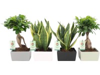 Mísa osázená fíkusem Ginseng nebo Sansevieria průměr květináče cca 15 cm