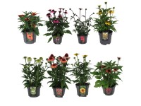 Třepatkovka nachová (Echinacea purpurea) 