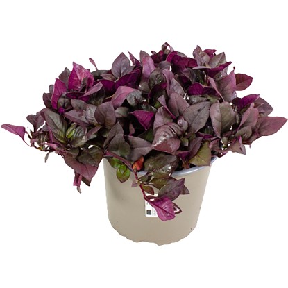 GROW by OBI Plevuňka reinekova (Alternanthea reineckii) "Mini" 10-20 cm