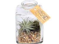 Aranžmá tillandsií ve skleněné nádobě průměr nádoby cca 7 cm