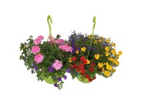 Různé druhy rostlin v závěsném květináči pr. 27 cm