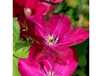 Plamének (Clematis) 