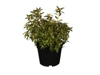 OBI Pěnišník OBI Pěnišník