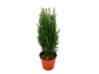 Cypřišek Lawsonův (Chamaecyparis lawsoniana) Cypřišek Lawsonův (Chamaecyparis lawsoniana)
