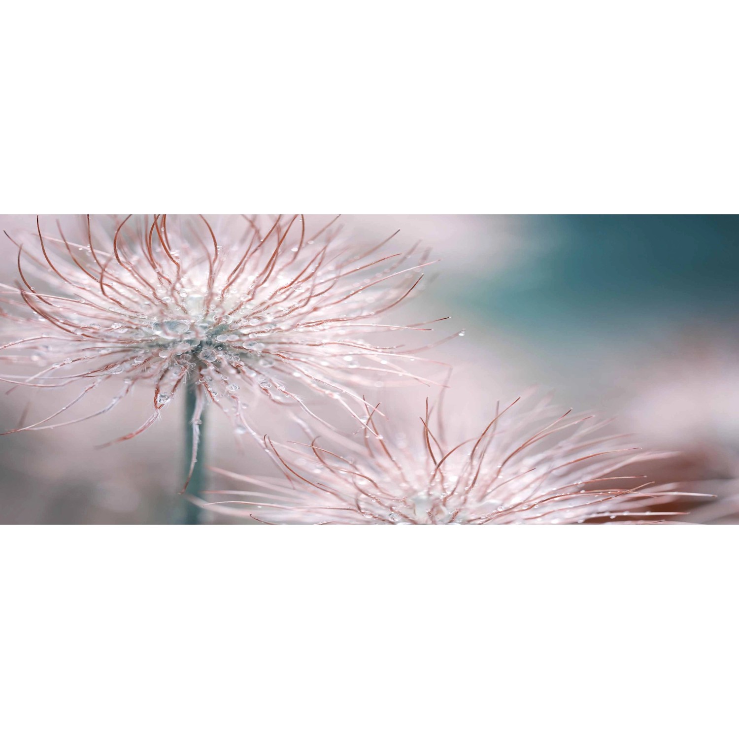 Bondecor Obraz, tištěné plátno Detail 50 x 120 cm