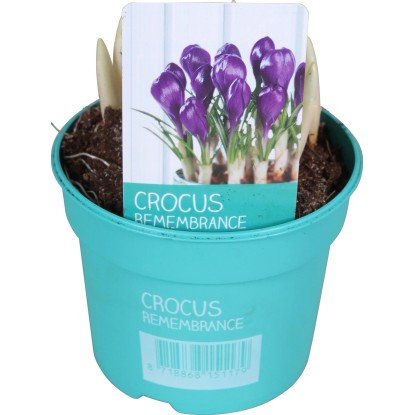 Krokus "Diamond Collection" modrý průměr květináče cca 9 cm