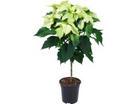 Vánoční hvězda na kmínku bílá průměr květináče cca 19 cm