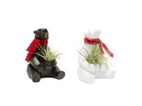 Tilandsie (Tillandsia) v keramické figurce medvěda, 2 varianty, pr. kv. cca 6 cm