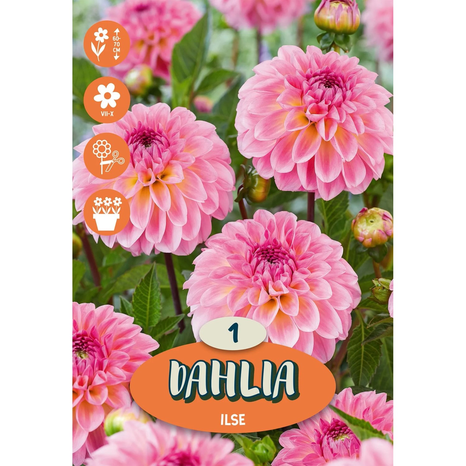 Royal De Ree Holland Květinové cibulky Jiřina "Ilse"