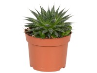 Aloe aristata Aloe aristata