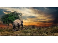 Bondecor Obraz, tištěné plátno Krajina 50 x 100 cm