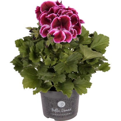 Pelargonie velkokvětá "Bella Donna" tmavě červená průměr květináče 12 cm