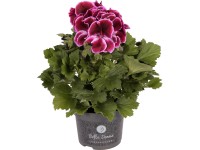 Pelargonie velkokvětá 