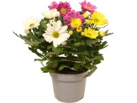 Listopadka indická (Chrysanthemum indicum) Listopadka indická (Chrysanthemum indicum)