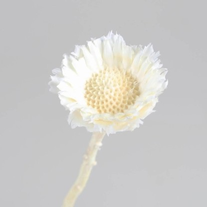 Dekorativní sušená květina Protea Repens, bílá