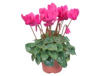 Brambořík Midi, fialový, pr. květináče cca 10,5 cm